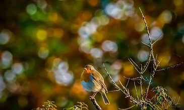 A beautiful robin sitting on a small branch amid a stunning, blurred autumn foliage background, capturing a peaceful moment in nature. Colorful bird perched on a branch with vibrant bokeh background in nature photography.
