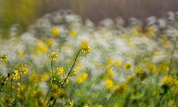 2. Capturing the beauty of yellow wildflowers in a lush outdoor setting, showcasing the serenity and freshness of nature. 1. A vibrant field of yellow wildflowers in full bloom during spring with soft sunlight creating a dreamy atmosphere.