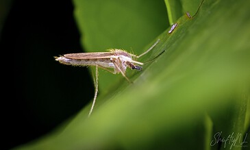 Macro Photography Portfolio – ShiftyNL Photography, Bow to me
