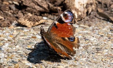 Colorful butterfly resting on gravel, showcasing vibrant orange, black, and blue wing patterns, captured in a natural outdoor setting.