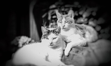 Relaxed cats resting on a cozy surface, highlighting serene moments perfect for pet photography enthusiasts. A black and white photo of two relaxed cats lounging on a soft surface, showcasing their calm and peaceful moments captured beautifully.