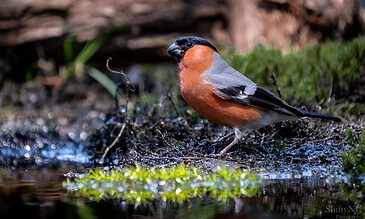 A detailed photograph capturing the vibrant colors of a male Eurasian Bullfinch in its natural habitat, standing on damp moss beside a tiny stream in the forest. Bright male bullfinch bird perched on wet ground in nature, showcasing vibrant orange and grey feathers amidst green moss and earthy background.