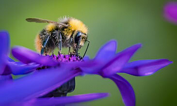 2. A detailed shot of a bumblebee on a purple flower capturing nature's beauty and intricate insect features for stunning macro photography. 1. Close-up of a bumblebee collecting nectar on a vibrant purple flower, highlighting detailed fuzzy body and delicate wings against a soft green background.