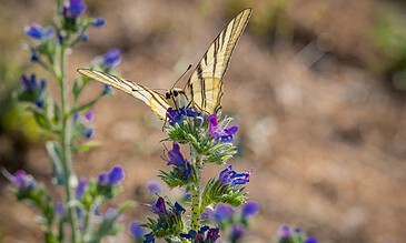 Vivid swallowtail butterfly on purple wildflower, macro close-up of nature, colorful insect, insect photography, outdoor flowers, vibrant natural scene, garden or meadow, detailed macro shot, pollinator in action, biodiversity.