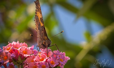 Close-up of a butterfly on lantana flowers, capturing intricate details of its wings and antennae in a vibrant natural setting. Vivid butterfly perched on pink lantana flowers against a lush green background, showcasing stunning macro photography and nature's beauty.