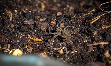 Tiny crab spider blending with dark soil, showcasing incredible camouflage and nature's survival strategies.