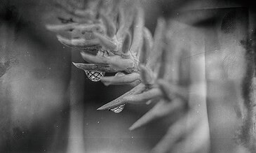 Vintage black and white close-up of a spider’s intricate web, capturing delicate threads and textures in a detailed macro shot.