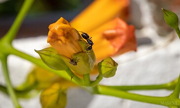 Ants crawling on a yellow flower bud with a blurred background, showcasing detailed macro nature photography.
