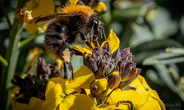 Beekeeping in nature: close-up of a honeybee collecting nectar on vibrant yellow flowers, showcasing pollination and the vital role of bees in the ecosystem.