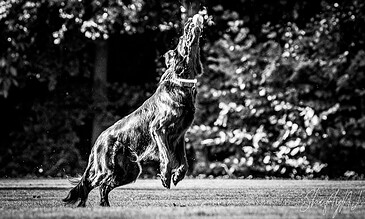 A energetic black and white image of a dog jumping to catch a ball outdoors, capturing joyful motion and playful spirit against a blurred leafy background.