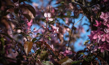 Delicate pink cherry blossoms on a tree branch against a vibrant blue sky, capturing the beauty of spring nature.
