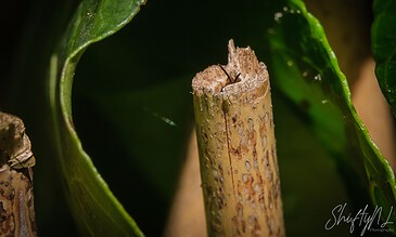 2. Detailed macro photograph of a tree branch with vibrant green foliage, emphasizing natural textures and vivid colors. 1. Macro close-up of a broken tree branch surrounded by lush green leaves, highlighting natural textures and details.