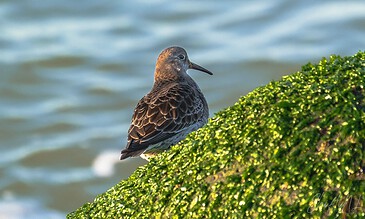 1. A solitary bird perched on green moss-covered rocks by the water’s edge at sunrise, capturing a peaceful moment in nature.