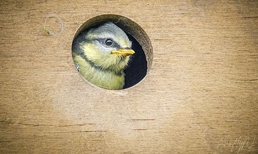 checking the surrounding from the inside