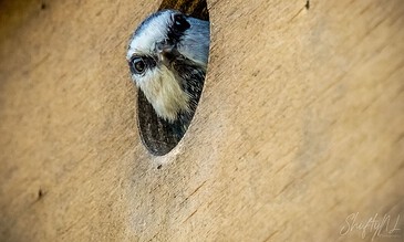 A close-up of a curious blue jay bird peeking through a circular hole in a wooden surface.
