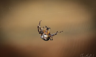 2. Capturing the intricate details of a spider in its web, highlighting nature's predator-prey interaction with a soft-focus background for aesthetic appeal. 1. Close-up of a spider catching prey in its web, showcasing detailed arachnid and web structure with blurred warm background for a natural wildlife shot.