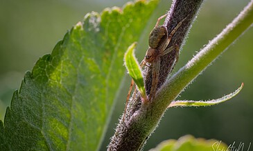 2. Close-up photography capturing a tiny spider on a fuzzy plant stem with vibrant green leaves in the background. 1. Macro shot of a small brown spider on a green leaf stem, showing detailed textures and natural environment.