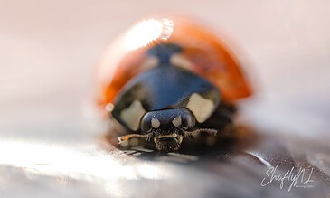 2. Stunning macro shot capturing a ladybug's detailed head and vibrant red shell with a soft focus background. 1. Close-up of a ladybug on a smooth surface with soft lighting and blurred background for macro insect photography.