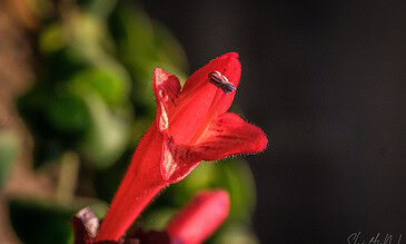 Flower Photography Portfolio – ShiftyNL Photography, Vibrant red flower close-up with tiny hairs on petals, featuring dark background and green leaves in the blurred distance.