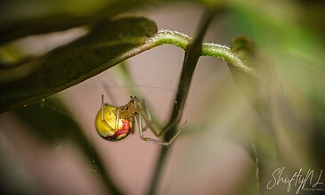 A close-up macro shot of a tiny spider on a plant stem with a dewdrop, focusing on the intricate details of the spider's body and the plant’s texture, highlighting nature's miniature wonders.