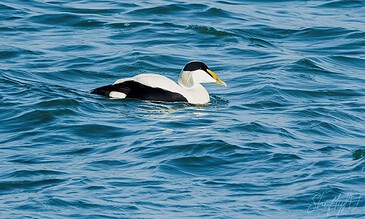 1. Elegant Atlantic puffin swimming in the ocean with vibrant blue water, showcasing nature's beauty and wildlife photography skills.