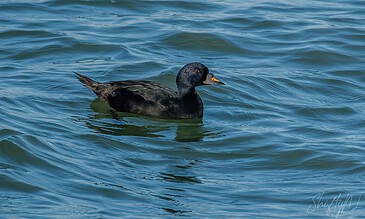 1. A close-up of a black duck swimming in blue ocean water with ripples and reflections.