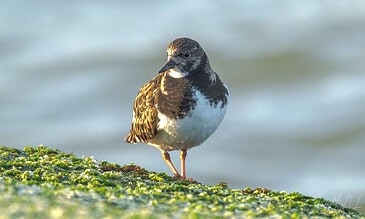 1. Close-up of a black and white bird standing on moss-covered surface with blurred water background.