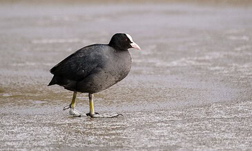 1. Close-up of a coot bird standing on ice with a blurred background.
