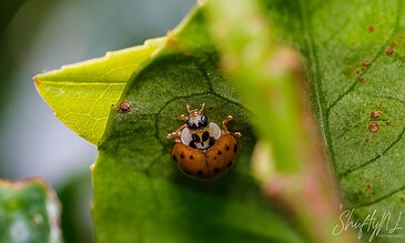 1. Close-up of a ladybug emerging from a green leaf in nature.