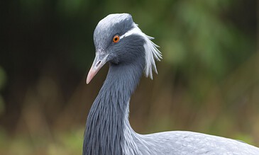 A close-up of a majestic blue crane featuring its beautiful plumage, orange eye, and elegant posture in a lush green environment. Elegant blue crane with striking orange eye and delicate white feather details, captured in a natural outdoor setting.