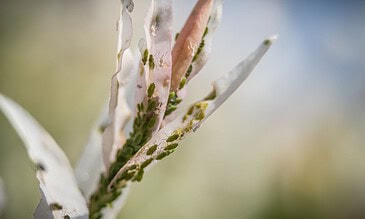 Close-up of small green aphids on torn white plant leaf, showcasing macro photography of insect and plant interaction. Tiny green aphids cluster on a delicate, torn plant leaf in a close-up macro shot, highlighting intricate details of insect life on foliage.