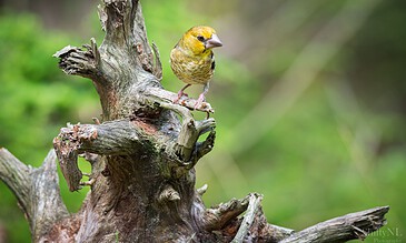 A vibrant yellow bird sitting on a gnarled tree branch amidst a green landscape, capturing a serene moment in nature. Colorful yellow bird perched on a weathered tree branch in a lush green natural setting.