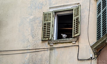 A small dog looking out of an open window with green shutters in a rustic, weathered building.