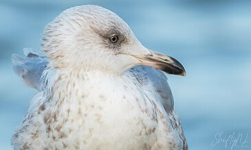 1. Close-up of a seagull bird with detailed feather textures and calm blue ocean background.