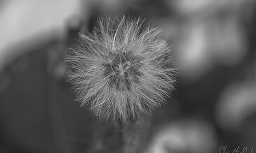 dandelion