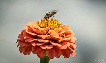 Flower Photography Portfolio – ShiftyNL Photography, A mosquito perched on a vibrant orange flower, collecting pollen on a bright, sunny day.