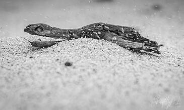 A black-and-white photograph of a driftwood piece lying on the sand, with dust and particles in motion for an artistic natural scene. A weathered piece of driftwood resting on the sandy beach with tiny grains of sand and debris flying around, captured in black and white.