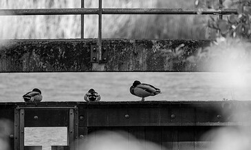 A group of ducks perched on a weathered dock by the water, captured in black and white. The scene highlights tranquil moments and nature's beauty in an urban setting.