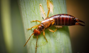 earwig