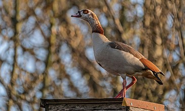 2. Stunning shot of a Egyptian goose standing atop a wooden surface against a softly blurred tree background, highlighting its vivid blue plumage and majestic presence. 1. Egyptian goose perched on a wooden post with blurred tree branches in the background, showcasing vibrant blue feathers and strong beak in natural light.