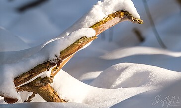 1. Snow-covered tree branch in winter with sunlight highlighting the frost and snow on the wood.
