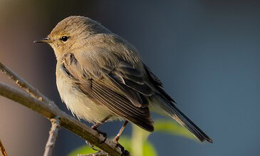 Delicate small bird perched on a thin branch with intricate feather details and a soft blurred background, capturing a serene moment in nature.