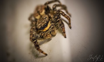 Macro Photography Portfolio – ShiftyNL Photography, Eyes