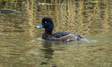 Vivid image of a black duck with yellow eyes swimming in a calm, reflective pond surrounded by lush green vegetation.