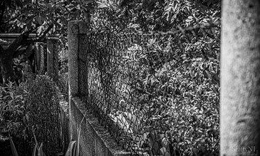1. A black-and-white photo of a rustic garden fence made of concrete posts and wire mesh, surrounded by dense foliage and trees.