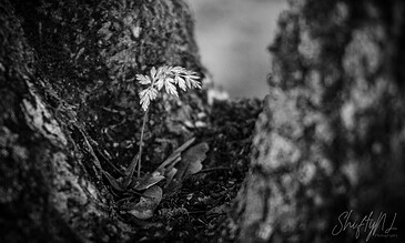 2. Close-up of a small plant growing from a crack in tree bark, capturing the intricate details and perseverance of nature in monochrome. 1. A tiny plant sprouting between tree bark crevices, showcasing resilience and nature's delicate beauty in black and white.