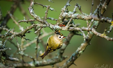 A close-up shot of a colorful bird on a tree branch, with detailed feathers and an open beak, emphasizing nature photography and wildlife appreciation. A vibrant yellow and black bird perched on mossy branch, singing with open beak, surrounded by intricate twigs and green bokeh background, capturing nature's beauty and wildlife moments.