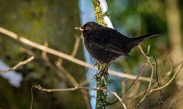 1. Close-up of a black bird perched on a mossy branch with a snowy background in a natural forest setting.
