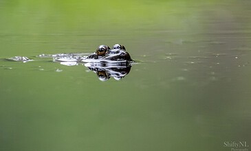 Close-up of a frog’s head emerging from calm water, captured with vivid detail and mirror-like reflection, showcasing wildlife photography skills. Elevated shot of a frog’s face with striking golden eyes peeking above water, reflecting on the surface in a serene natural setting.