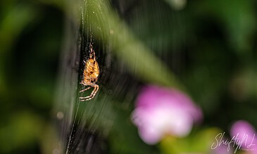 1. Close-up of a spider on its web amidst green foliage with a pink flower in the background, showcasing macro nature photography.